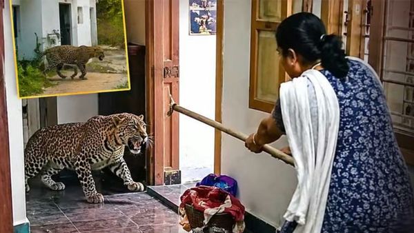 குன்னூரில் பட்டாசு சத்தத்தால் வீட்டில் புகுந்த சிறுத்தை.. கம்புடன் விரட்டிய 60 வயது நீலகிரி பூஜம்மா