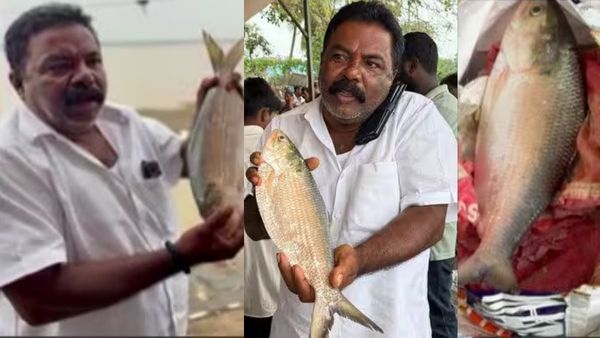 மீன்களின் ராஜா புலசா ரூ.26000-க்கு ஏலம் சாதனை.. 1.3 கிலோ மீனில் அடுத்த சில நிமிடங்களில் ஆச்சரியம்