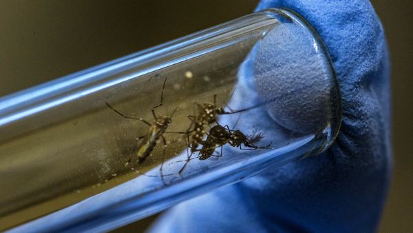 No rain How Dengue?: மழையே இல்லையே! தமிழகத்தில் டெங்கு காய்ச்சல் எப்படி பரவுது?