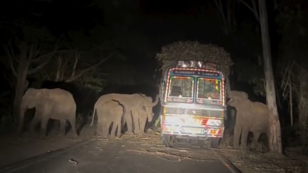 ஈரோடு ஆசனூரில் யானைகளுக்கு. அதிர்ஷ்ட விருந்து.. இரவோடு இரவாகக் கரும்பு காலி