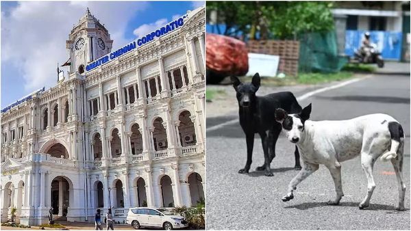 நாய், பூனை உள்ளிட்ட செல்லப்பிராணிகளை கைவிட்டால் ரூ.10,000 அபராதம்! சென்னை மாநகராட்சி அதிரடி உத்தரவு