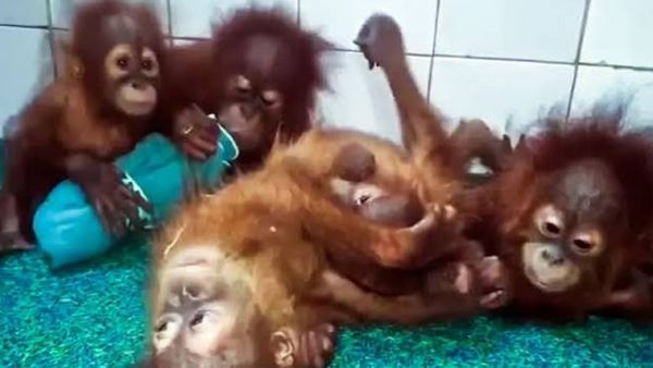 ஒடிசா காட்டில் 5 ஒராங்குட்டான்கள்.. மரத்தில் தொங்கியதை கண்டு ஆடிப்போன அதிகாரி.. இவங்க எப்படி இங்கே?