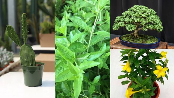 Vastu: இந்த செடிகளை மறந்தும் கூட வீட்டில் வளர்க்க வேண்டாம்! துரதிருஷ்டம்தான் வந்து சேரும்! 
