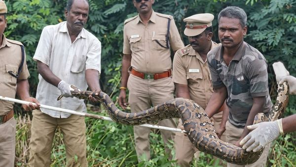 கோழியை விழுங்கிவிட்டு நகர முடியாமல் தவித்த 12 அடி நீள மலைப்பாம்பு.. மலைத்து பார்த்த வேலூர்