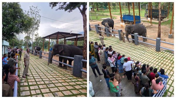 டாப்சிலிப், முதுமலை போக வேண்டாம்.. கோவையிலேயே யானைகளை பார்க்கலாம்.. சாடிவயல் யானைகள் முகாம் திறப்பு