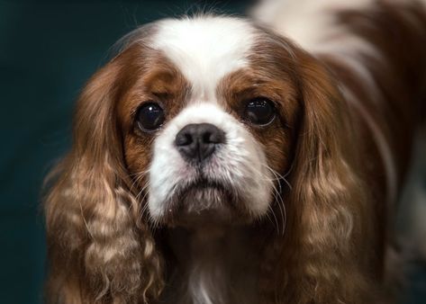 இங்கிலாந்தில் நாய்களுக்காக நடந்த பிரம்மாண்ட கண்காட்சி (புகைப்படத் தொகுப்பு)