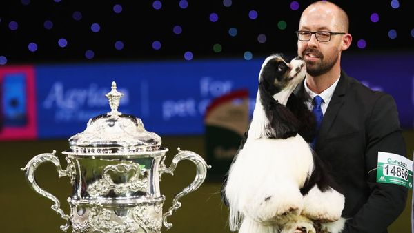 கிரஃப்டஸ் நாய்கள் கண்காட்சியில் சிறந்த போட்டியாளராக அமெரிக்க காக்கர் ஸ்பானியல் தேர்வு