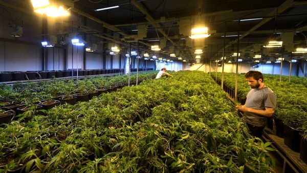 ஜூலை முதல் மருந்துக் கடைகளில் கஞ்சா விற்பனை; ஒருவருக்கு மாதம் 40 கிராம்