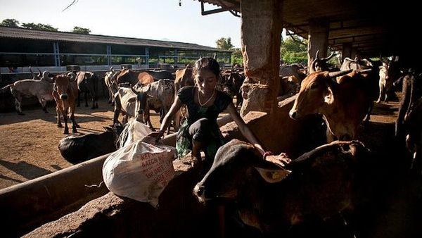 மாட்டிறைச்சி விவகாரம்: மாநில முதல்வர்களை அணி திரட்டும் கேரள முதல்வர் விஜயன்