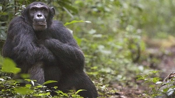 மனிதர்கள் கவனிப்பதால் வேட்டை உத்தியை மாற்றும் சிம்பன்ஸி குரங்குகள்!