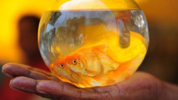 உறைபனியில் உயிர் வாழ ஆல்கஹாலை நாடும் தங்க மீன்கள்!