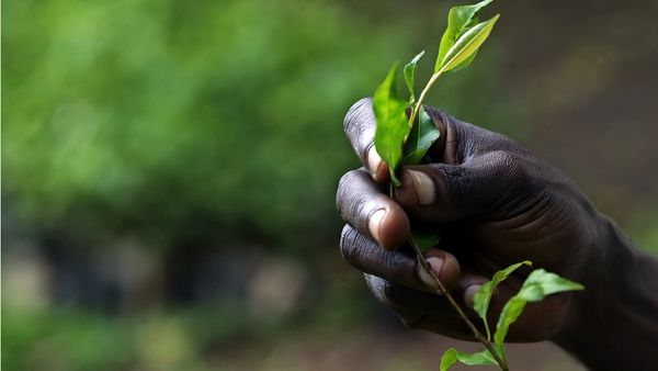தாவரங்களை போலியோ தடுப்பு மருந்தாக மாற்றும் முயற்சி வெற்றி?