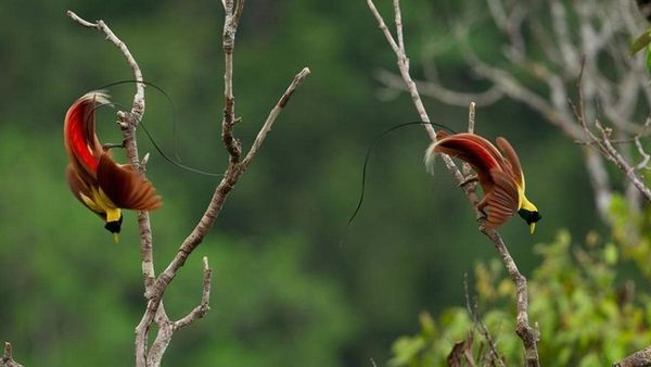 தனது குழந்தைகளை பாதுகாக்க பயங்கரமான எதிரிகளை சமாளிக்கும் தவளை