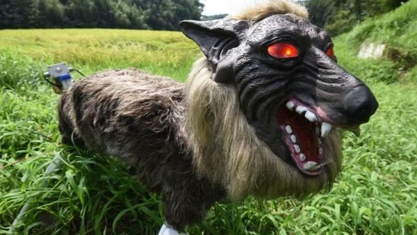 ஜப்பான்: விவசாய நிலங்களை பாதுகாக்க 'ரோபோ ஓநாய்' வடிவமைப்பு