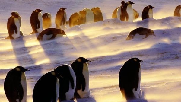 அண்டார்டிகாவில் 200 ஆண்டுகளில் 27,200 கோடி டன் அதிகரித்த பனிப்பொழிவு