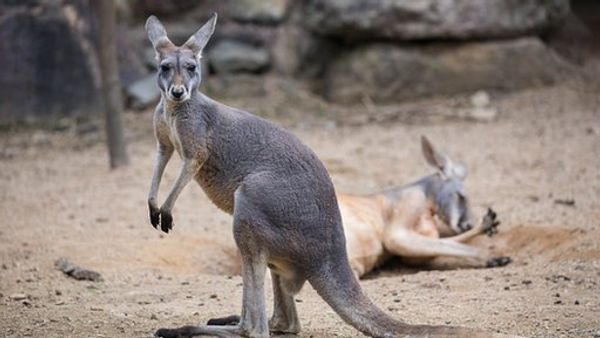 உலகப்பார்வை: அறிமுகமாகிறது ஃபேஸ்புக்கின் ’டேட்டிங் சேவை’