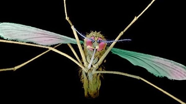 60 வருடங்களில் முதன்முறையாக ஒப்புதல் பெற்ற மலேரியா மருந்து