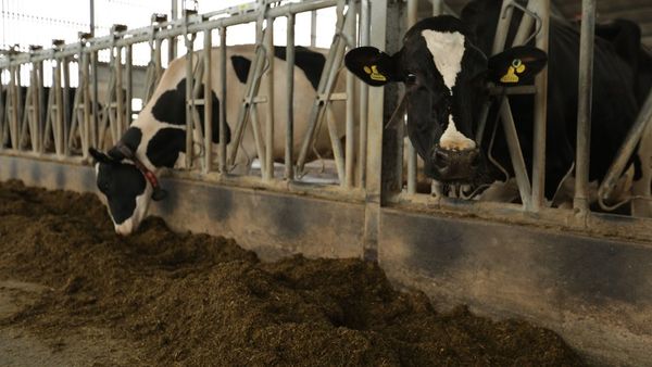 பருவநிலை மாற்ற ஆபத்து: மீத்தேன் வாயுவுக்கு கடிவாளம் போட்டால் கொஞ்சம் வாய்தா வாங்கலாம்