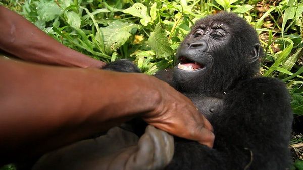 செல்ஃபி புகழ் கொரில்லா டகாசி: தன்னை மீட்டவரின் மடியில் உயிர்விட்ட சோகம் - புகைப்படத் தொகுப்பு