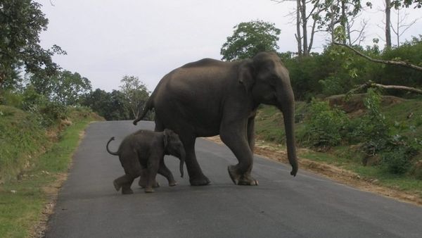நீலகிரி: இன்னசென்ட் திவ்யா ஐ.ஏ.எஸ் இடமாற்றம் - அரசியலாக்கப்படுவதன் பின்னணி என்ன?