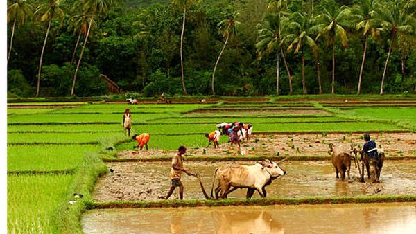 தமிழ்நாட்டில் வேளாண்மைக்கு 2வது ஆண்டாக தனி பட்ஜெட் - விவசாயிகளின் எதிர்பார்ப்பு என்ன ?