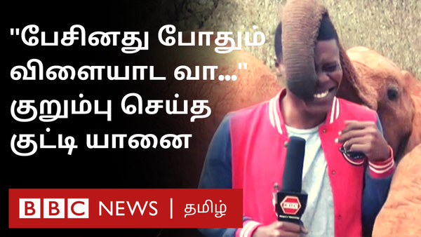 செய்தியாளரை பேசவிடாமல் வம்பிழுத்துக் கொண்டே இருந்த குட்டி யானை