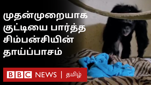 சிம்பன்சி தனது குட்டியை முதல்முறை பார்த்தபோது வெளிப்பட்ட தாய்ப்பாசம்