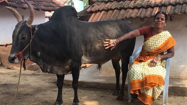 ஜல்லிக்கட்டு காளைக்காக திருமணத்தை தியாகம் செய்த செல்வராணி