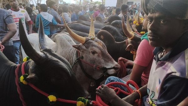 பாலமேடு ஜல்லிக்கட்டு: திமில் குலுங்க இளைஞர்களோடு மல்லுகட்டிய கம்பீரக் காளைகள் - கள படங்கள்