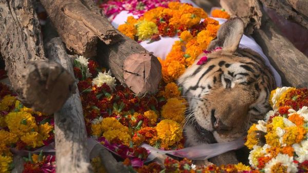 காலர்வாலி புலி : இந்தியாவின் பிரபலமான 'பெருந்தாய்' புலி உலகம் முழுக்க போற்றப்படுவது ஏன்?