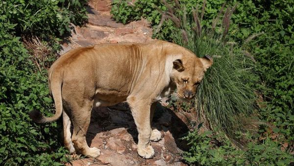 மனிதர்களிடமிருந்து விலங்குகளுக்கும், விலங்குகளிலிருந்து மீண்டும் மனிதர்களுக்கு கொரோனா பரவுகிறதா?