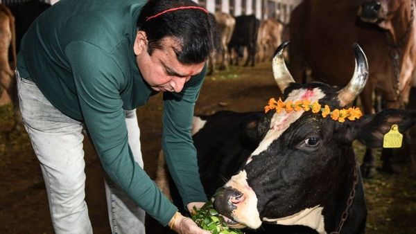 உத்தர பிரதேச தேர்தல்: பசுக்கள் தாக்குவதால் பறிபோகும் உயிர்கள் - தீர்வு கிடைக்குமா?