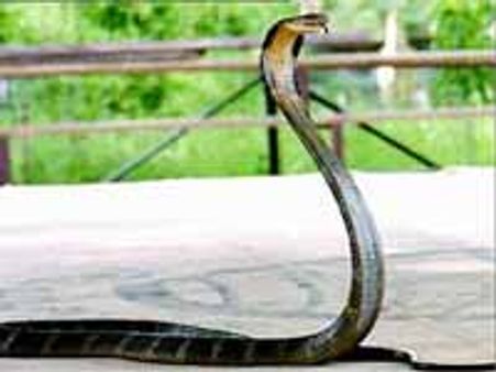 పాములాగా ప్రవర్తించిన రైతు... వింత సంఘటన