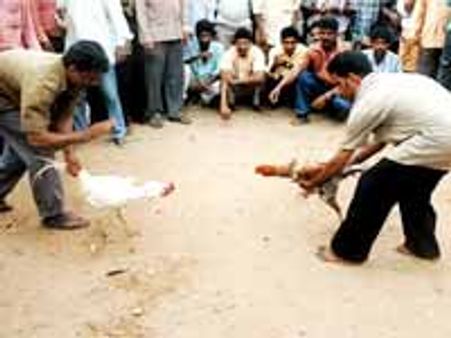 కృష్ణా నుంచి గోదావరికి తరలిపోయిన పందెం కోళ్ళు