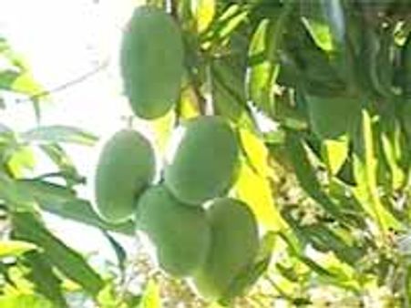 నూజివీడులో అత్యాధునిక మ్యాంగో ఇన్ ఫ్రా యూనిట్