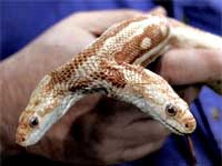 రెండు తలల పాము వివాదం, పోలీసులకు ప్రమోదం