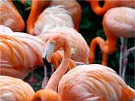 నెల్లూరు: నేలపట్టులో నేడు పక్షుల పండగ