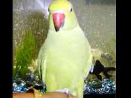 రామజపం చేస్తూ రామచిలుక మృతి