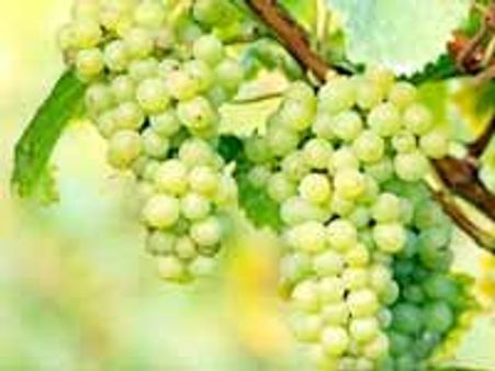 మన ద్రాక్షకు యూరప్ లో చుక్కెదురు