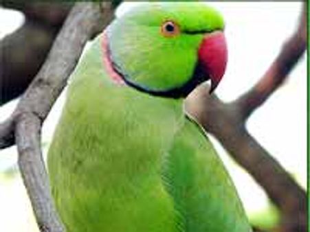 విశాఖలో వింత: రెండు రోజులుగా గణేశుడి సేవలో రామచిలుక