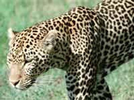 అనంతపురం బాలికల హాస్టల్ దగ్గర చిరుత సంచారం