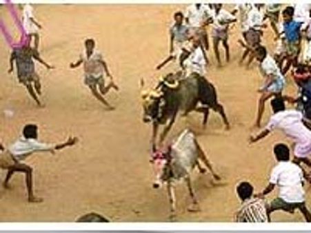 ప్రమాదకర జల్లికట్టు ప్రారంభం: ఎద్దులతో పోరాటానికి తరలి వచ్చిన జనం