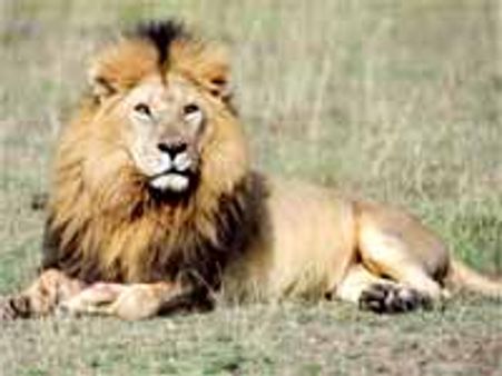 విస్తరిస్తున్న బాక్టీరియా మహమ్మారి..: విలవిలలాడుతున్న వన్యప్రాణులు