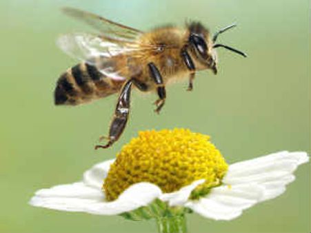 డుండీ యూనివర్సీటిలో ఈగల్ని దోచుకెళ్లిన దొంగలు