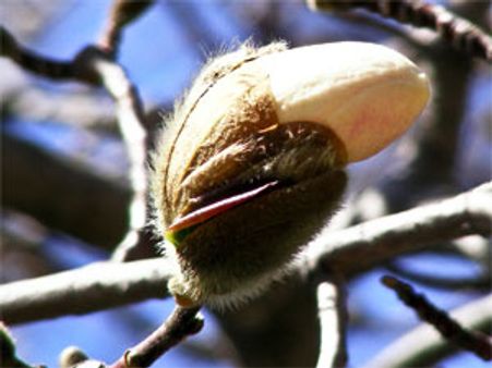 మీకు సెంచురీ కొట్టాలని ఉందా..