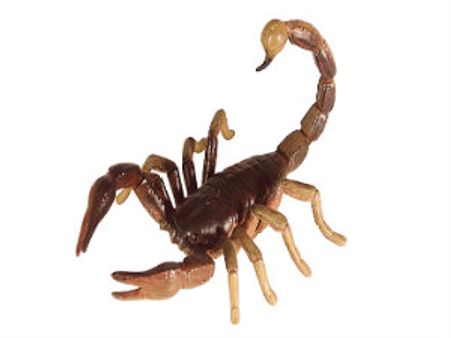 విమానంలో ప్రయాణికుణ్ని కుట్టిన తేలు, తొక్కి చంపారు