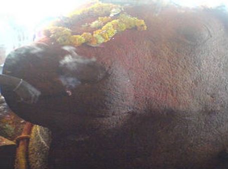 ప్రతీకాత్మక కథ 'రంకె'