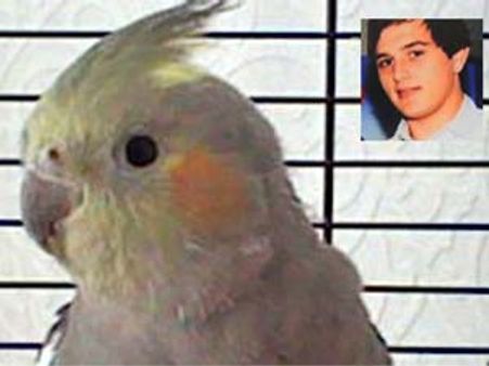 ప్రాణాలకు తెగించి యజమానిని రక్షించిన కూకీ చిలుక