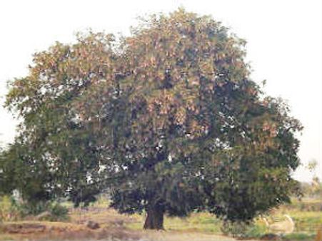 ఈ చింతచెట్టు కింద కూర్చుంటే ఎమ్మెల్యేగా గెల్చినట్టే!