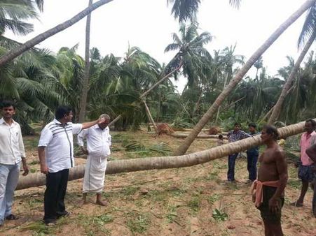 ఫైలిన్: కూకటివేళ్లతో కూలిన చెట్లు, హెచ్చరిక (పిక్చర్స్)